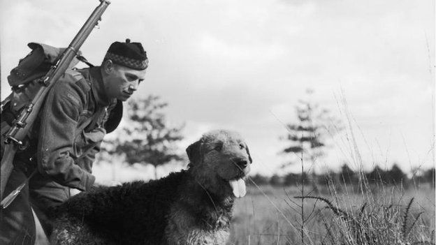 Dogs of war: How man\'s best friend joined him at the front