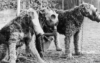 Dogs of war: How man's best friend joined him at the front