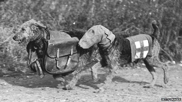 Dogs of war: How man\'s best friend joined him at the front